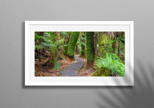 Tasmanian Tree Ferns