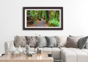 Tasmanian Tree Ferns