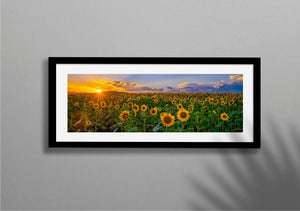 Sunflower Sunset