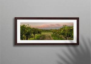 Hunter Valley Vineyards