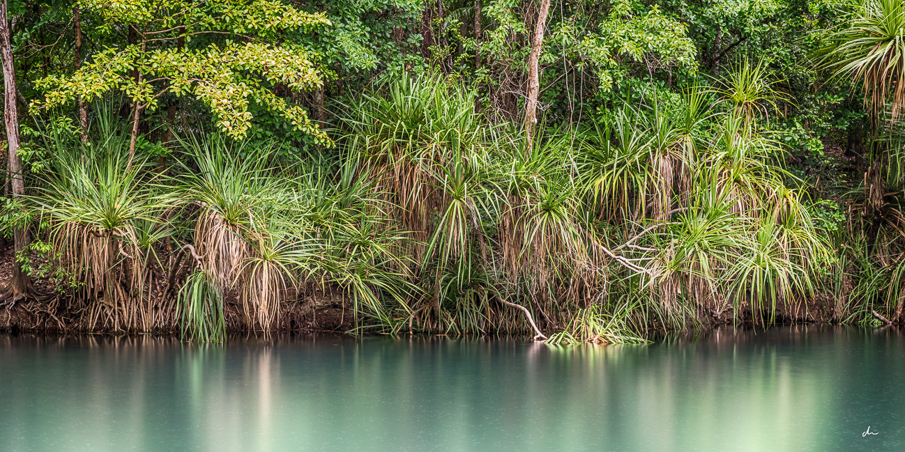 Berry Springs Pandanas