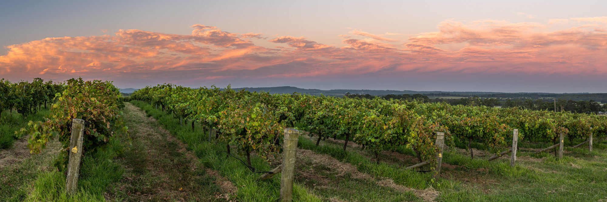 Pokolbin Sunset