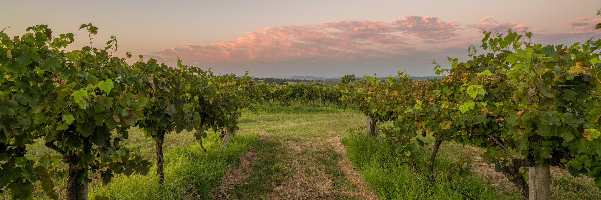 Hunter Valley Vineyards