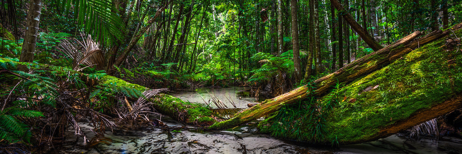 Wanggalooba Creek Fallen
