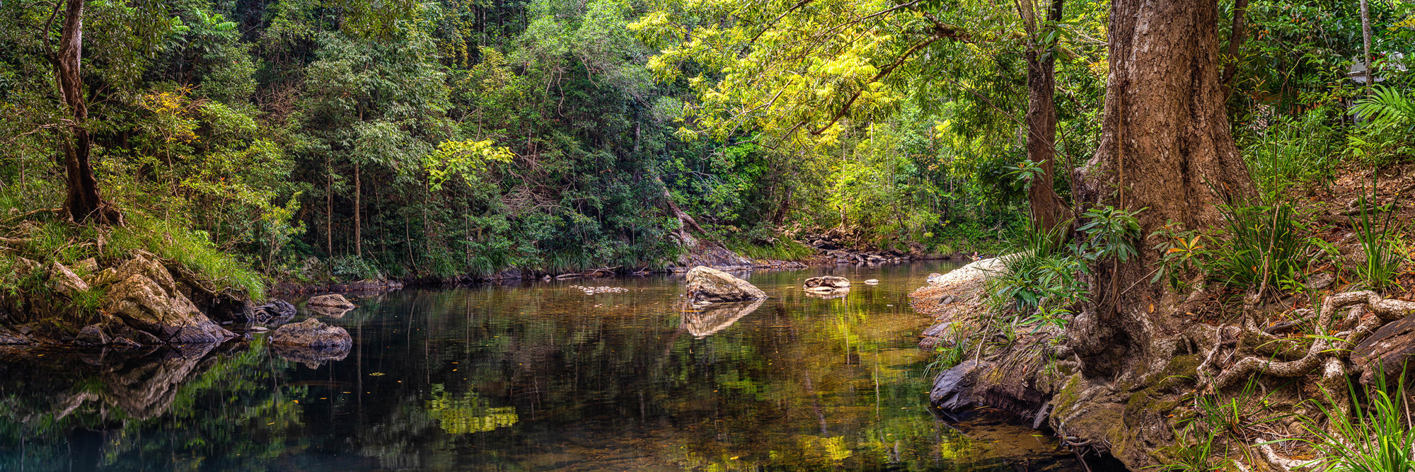 Daintree Rainforest Reflections