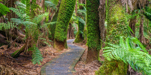 Tasmanian Tree Ferns
