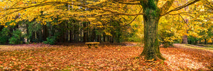 Autumn Shelter