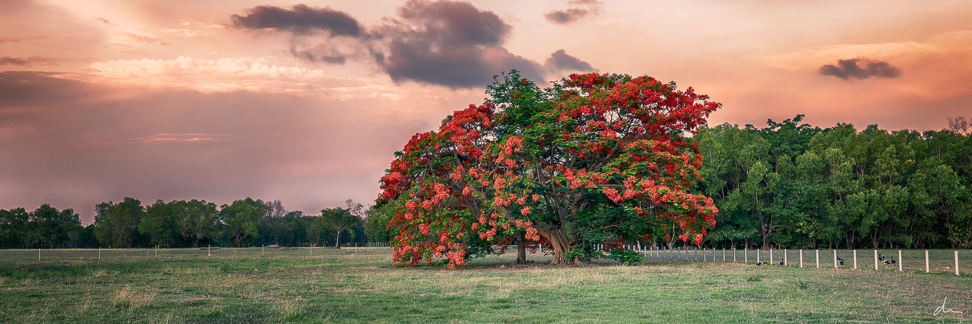 Flame Tree