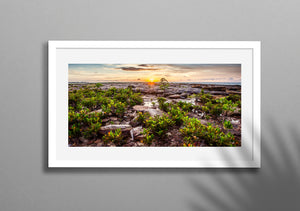 Mangrove Fields