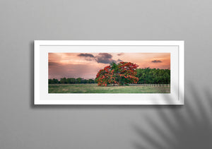 Flame Tree