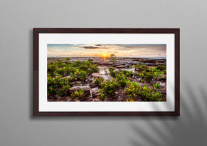 Mangrove Fields