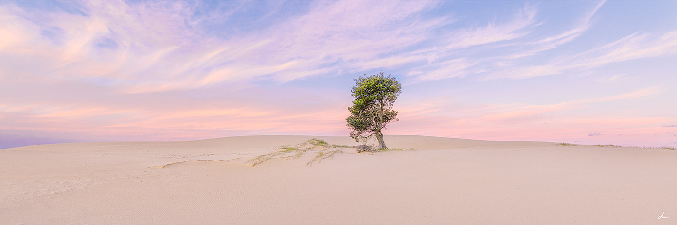 Isolated, Stockton Dunes