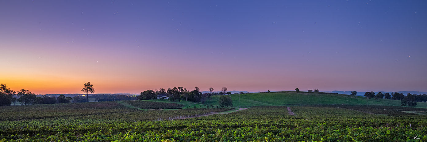 Last Light on the Vines