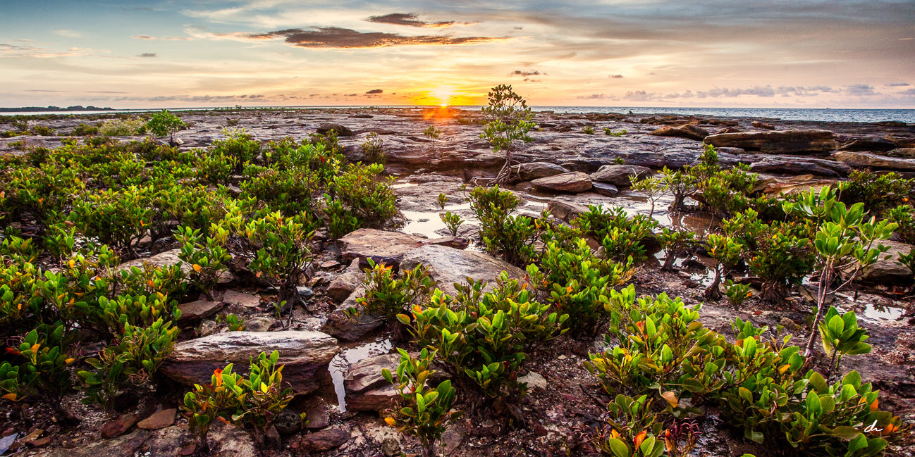 Mangrove Fields