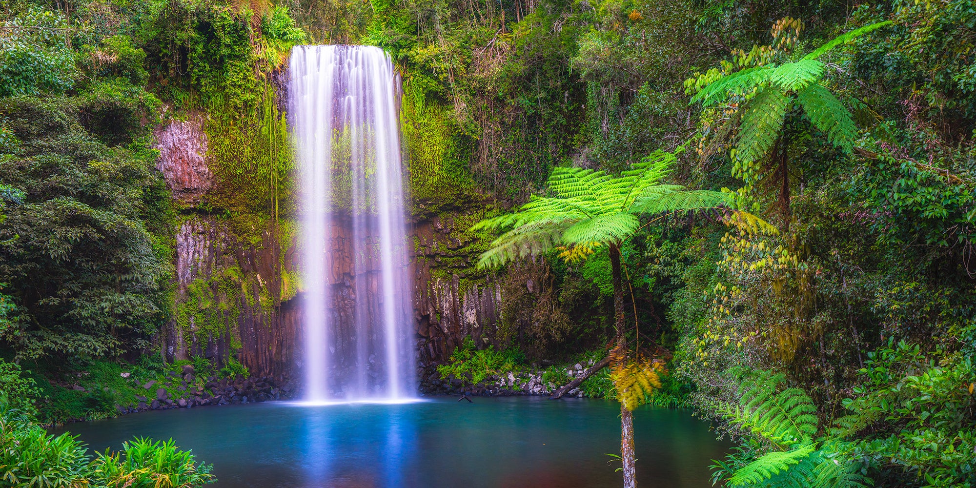 Millaa Millaa Falls Ferns