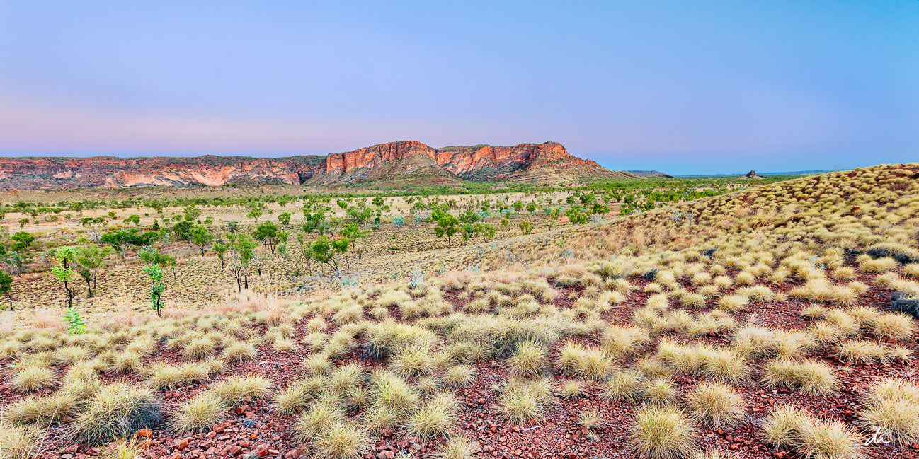 Purnululu Spinifex