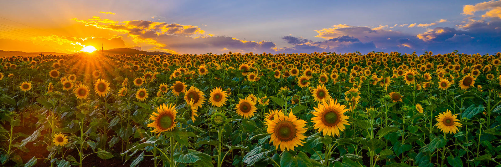 Sunflower Sunset