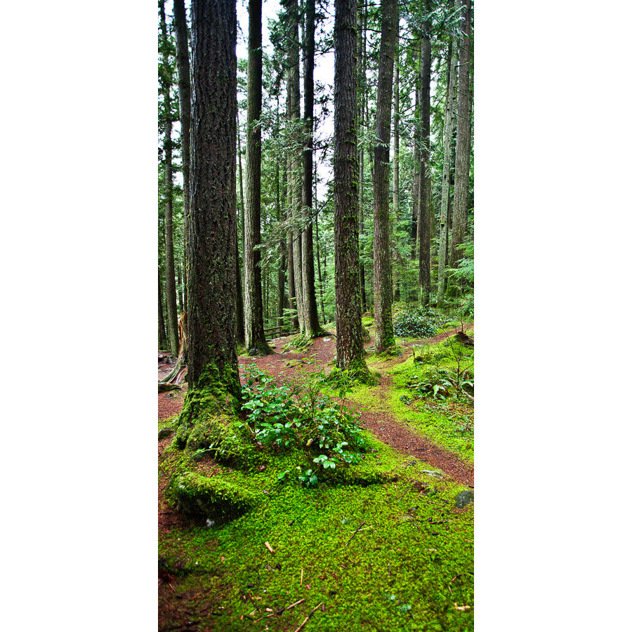 Vancouver Rainforest