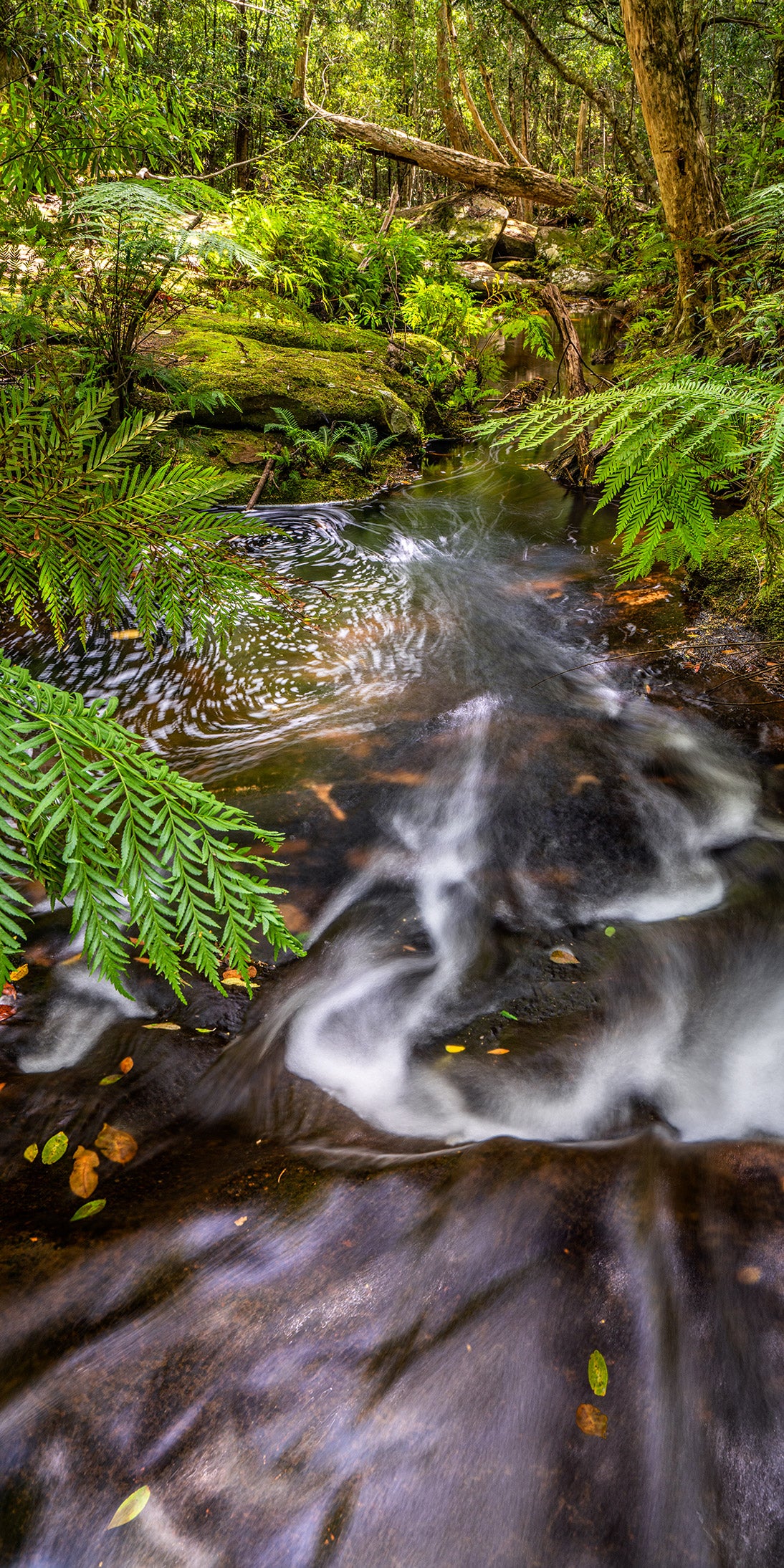 Watagans Forest Flow