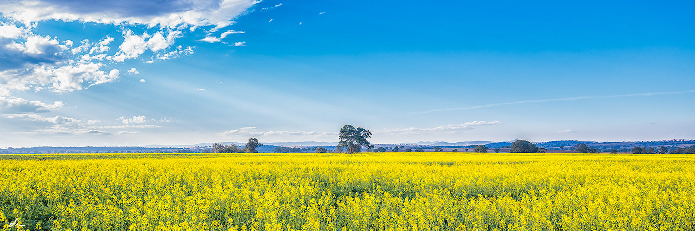 Early Canola Blooms