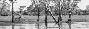 Yellow Waters Trees